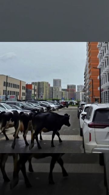 🐄Ответ бутовским козам из Бунинских лугов, там коровы вышли на прогулку🐄