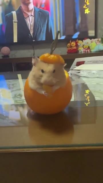 VID_20250622_105131_488.mp4