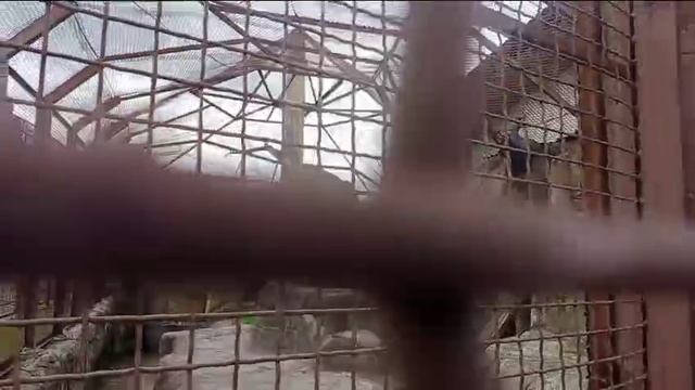 Минскзоо. Шимпанзе. Видео от Светланы