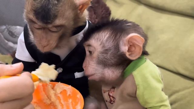 Обезьянки 2 МАЛЫШЕНЬКИ пищат просят кушать Едят кашку ложками милашки