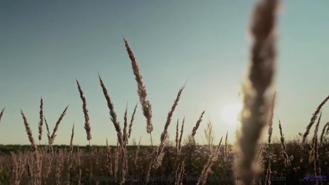 Музыка качает душу сильнее любого шторма - Where the Sun Set -- Independent Music Licensing Collecti