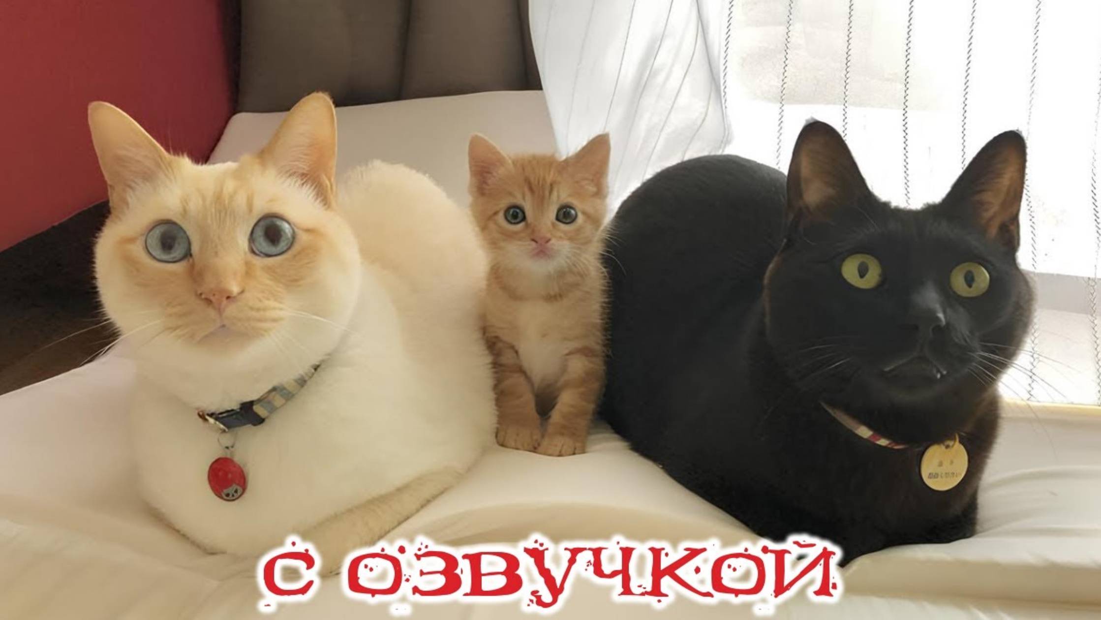 Приколы с котами! С ОЗВУЧКОЙ! Смешные видео с котами! Самые смешные животные