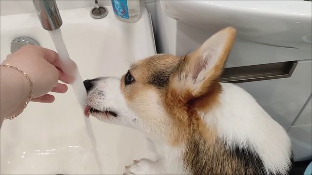 Самая вкусная вода тячет только из под крана, ммм  ням-ням гав