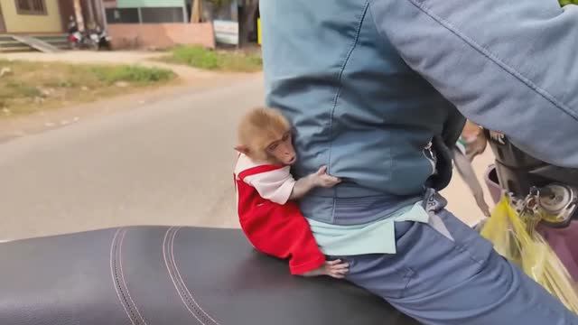 Обезьянки 2 малышеньки прибежали пищат едут с папой на мотоцикле в магазин и домой