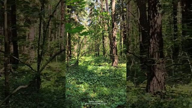 Прогулка в подмосковном лесу   16.06.2025