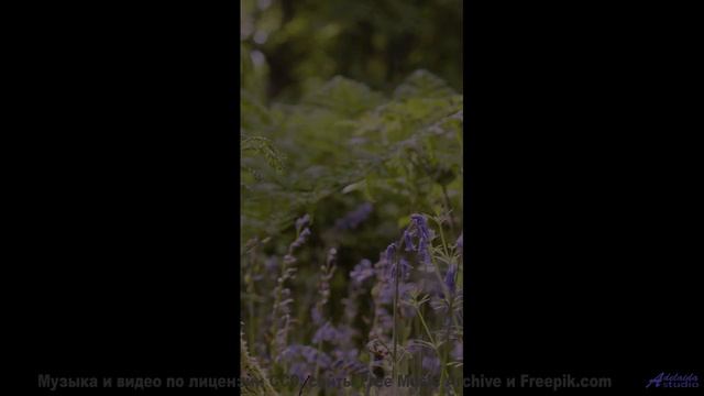 Природа заиграла новыми красками вместе с этим треком - Sunrise -- Luise Frentzel -- Unnamed album