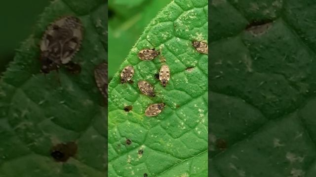 Клоп кружевница (Tingidae)