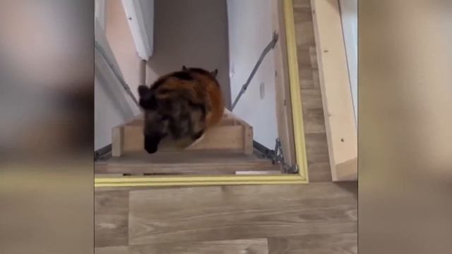 Смешные Видео про котиков