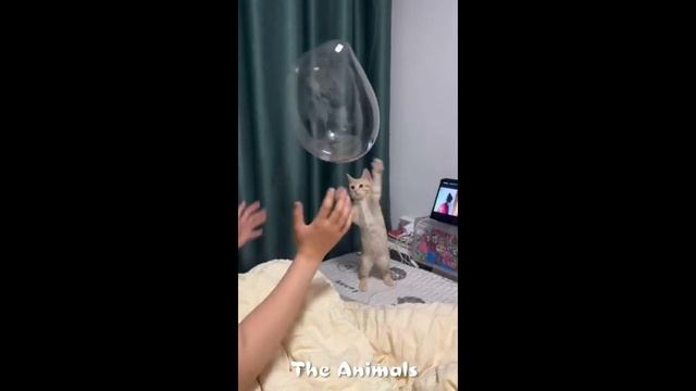 Приколы с животными!