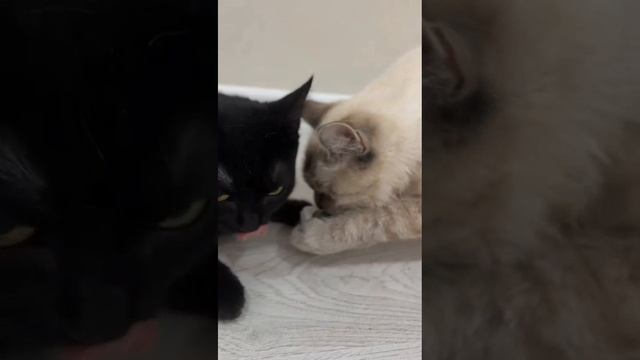 Реакция кошек на кошачью мяту