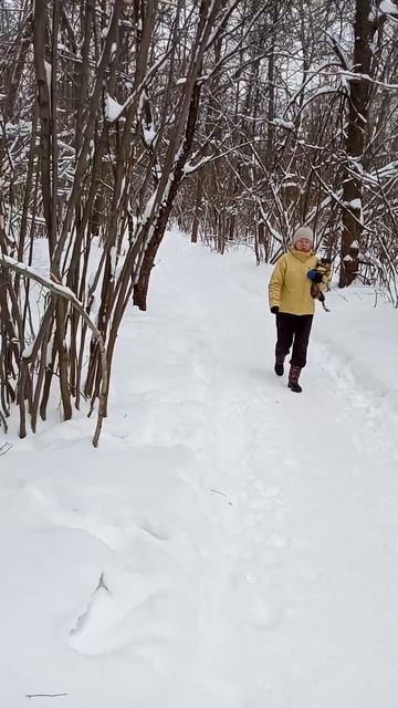 Амстафф Трейси встретила чихуахуа