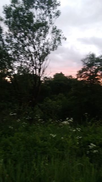 ПЕНИЕ ПТИЦ ПОСЛЕ ДОЖДЯ ВЕЧЕР ЗАКАТ ПРИРОДА