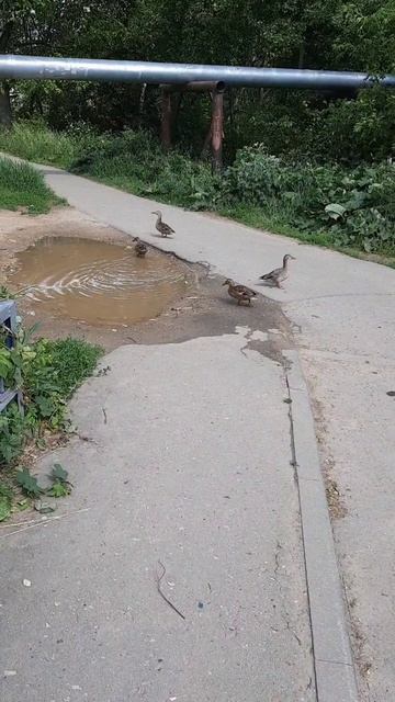 Дамы На прогулке 🦆🦆🦆🤩🤩👍