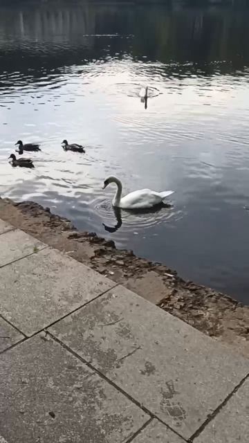 Лебеди парк Зарядье