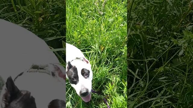 Ягнар. Шереметьевский приют. 22-06-2025