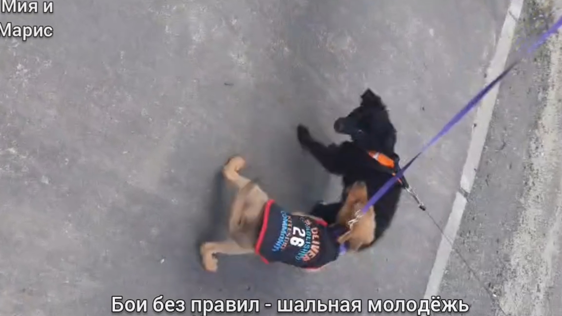 БОИ БЕЗ ПРАВИЛ - ШАЛЬНАЯ МОЛОДЁЖЬ 🐶