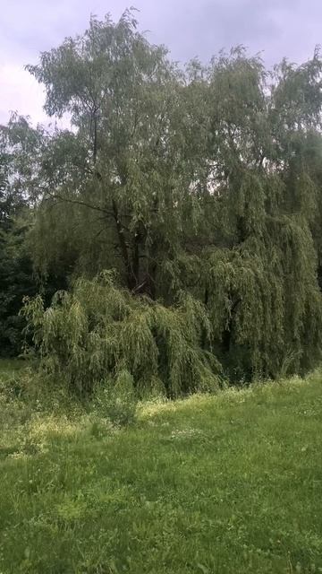 Ива в парке у ручья