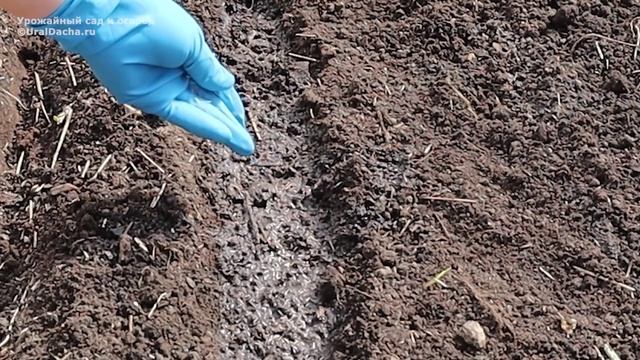 Расскажу, что я сею в июне и чем подкармливаю все растения на огороде. Травяной настой - удобрение.