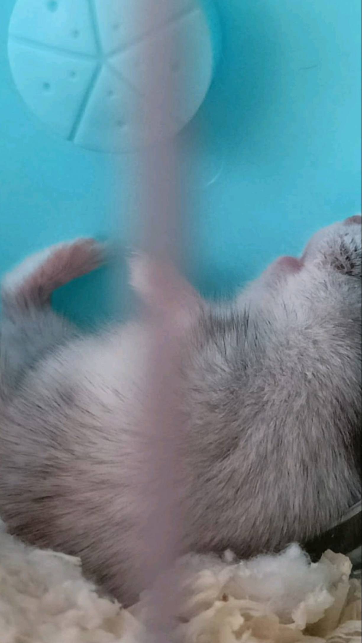 Хома ест🥰🥰🥰