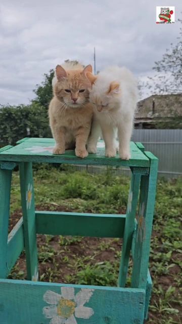 Совместную тренировку Рыжули с Настюней посетил незваный гость 🌞💪😻😻❤️👀🐈