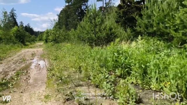 Прогулка в подмосковном лесу #23   16.06.2025