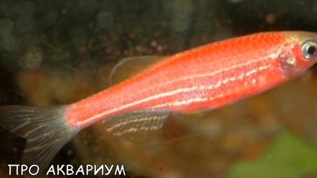 Данио рерио флуоресцентная