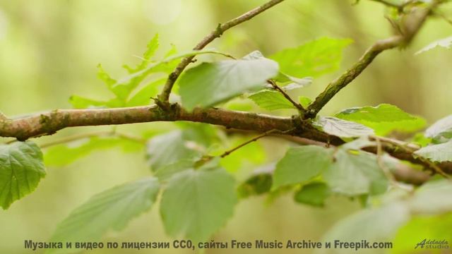 Музыка запускает путешествие вглубь себя - Humming for you -- Ema Grace -- Unnamed album