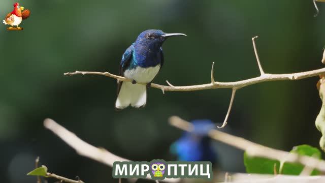 Мир птиц – красота и грация пернатых созданий Природы 🦩🦚🦜 Выпуск (235) 🦉🐦🐤