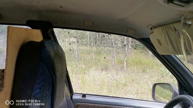 Грибов у нас пока нет