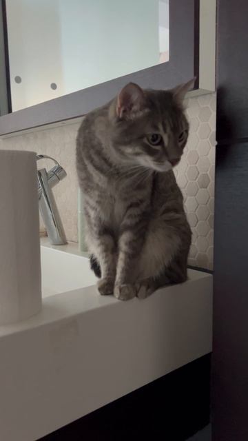 Милый котик 🐱
