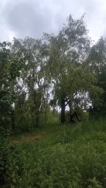 Ивы