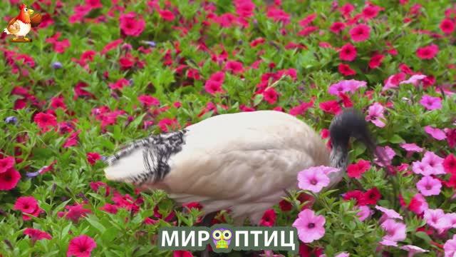 Мир птиц – красота и грация пернатых созданий Природы 🦩🦚🦜 Выпуск (233) 🦉🐦🐤