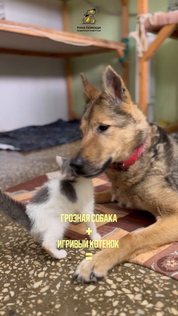 Соединяем грозную собаку и милого котенка, получаем любовь. Поддержать⬇️