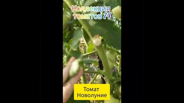 КОЛЛЕКЦИОННЫЙ СОРТ ТОМАТОВ- НОВОЛУНИЕ(США)