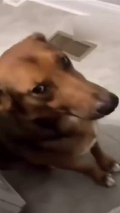 Я хочу помыть собаку: