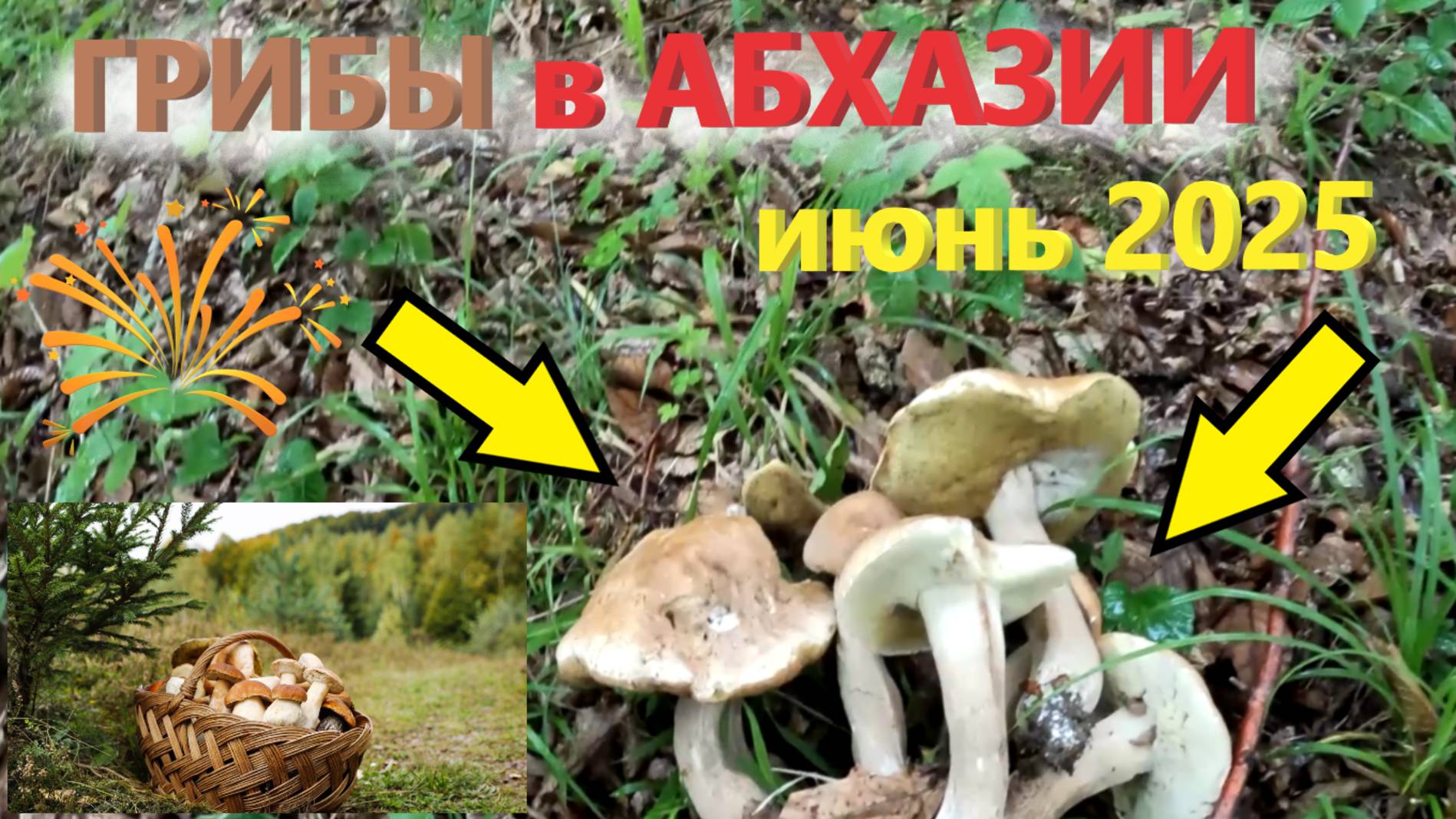 ГРИБЫ в горах АБХАЗИИ в июне 2025!!! ГРИБЫ в июне в АБХАЗИИ ЕСТЬ!!!!!