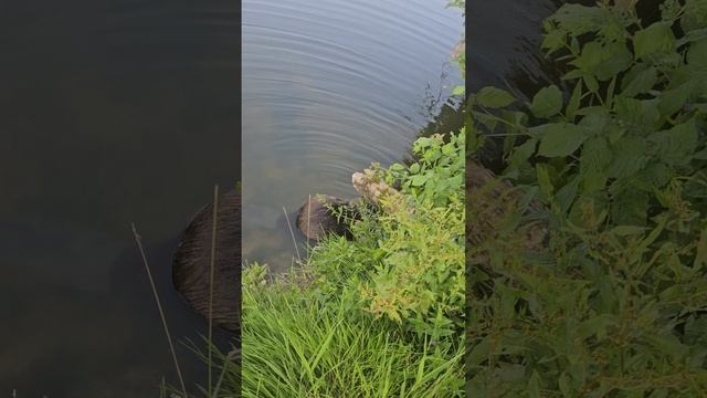 Бобр