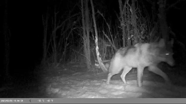 Этой зимой 🐺 волк хотел на огород пробраться.🏠