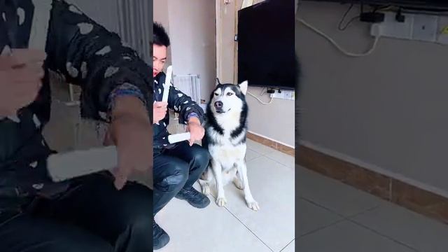 Забавный пёсель