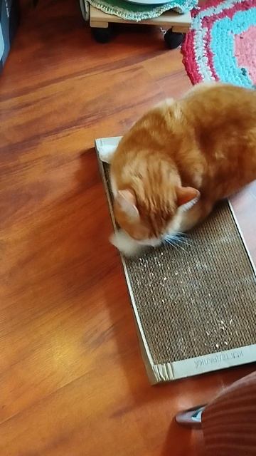 Любимая когтеточка котика❤️