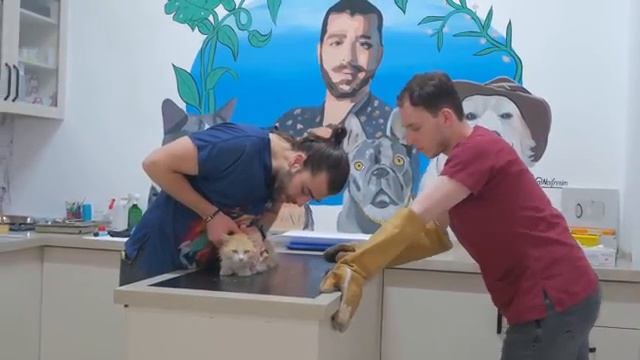 Спасение бродячего кота - 2025 год