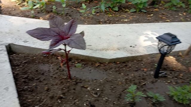 цветы на даче, 19 июня...