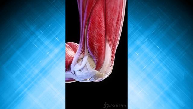 Анатомия коленного сустава_3D