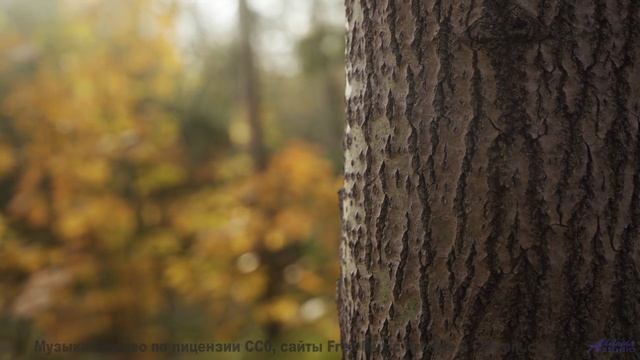 Музыка и пейзажи соединяются в одно живое сердце - Languag Gap -- New Millennium String Ensemble --