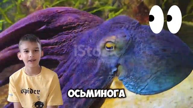 крыса,куала и осьминог 😁