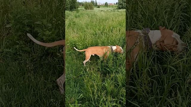 Тиман. Шереметьевский приют. 22-06-2025