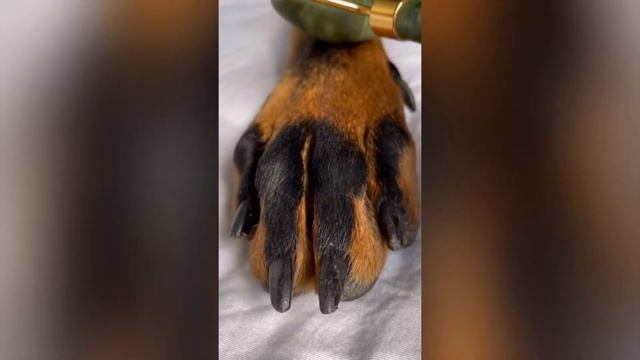 Funny dogs compilation #3  - Best Funniest Animal Videos Of The week