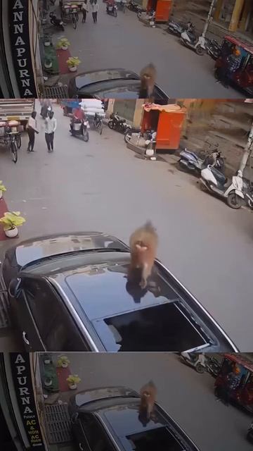 Обезьяна не пострадала.