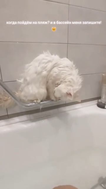 Утренний моцион 😽