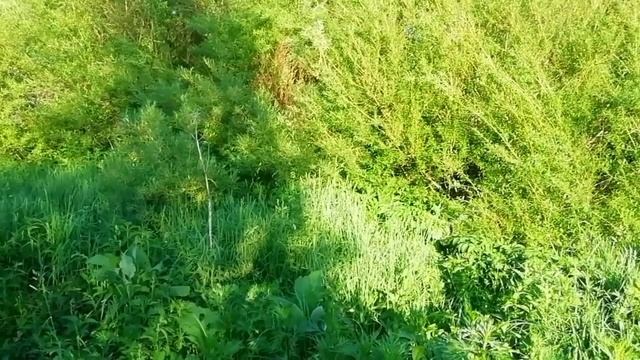 На балалайках словно нам играют